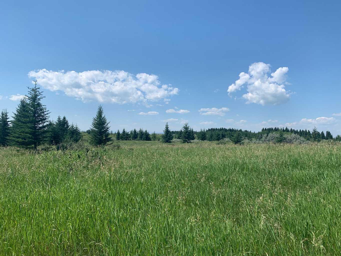 75.50 Acres North Springbank  5;3;25;28;SE  